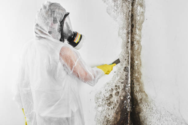 Trusted Sibley, LA Mold Remediation Experts