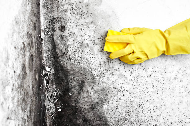 Trusted Sibley, LA Mold Remediation Experts