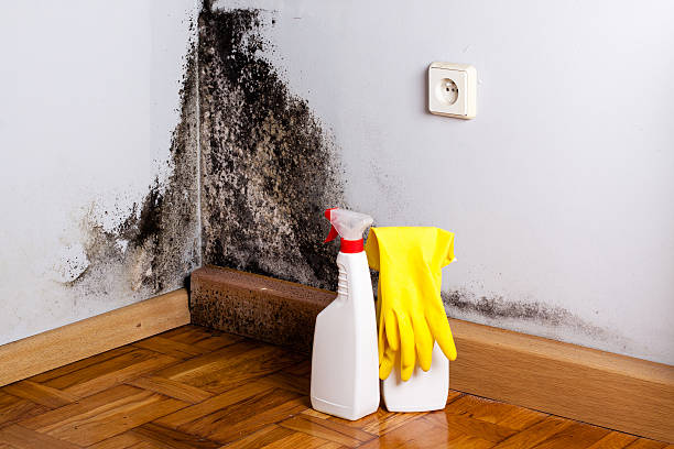 Best Residential Mold Remediation in Sibley, LA